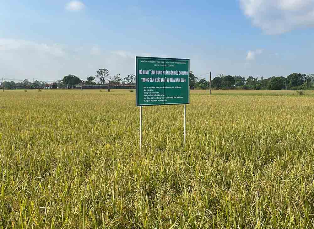 Lan Hoi thao lua nano1.jpg