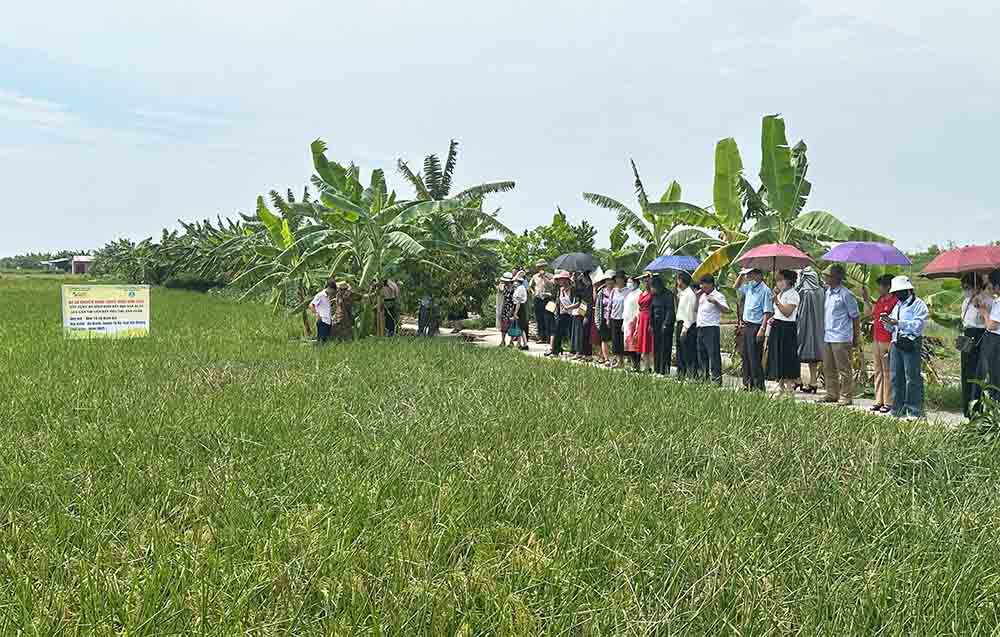 Tap huan du an ruoi2.jpg